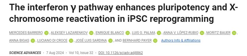 干擾素γ途徑增強iPSC重編程中的多能性和X染色體再激活