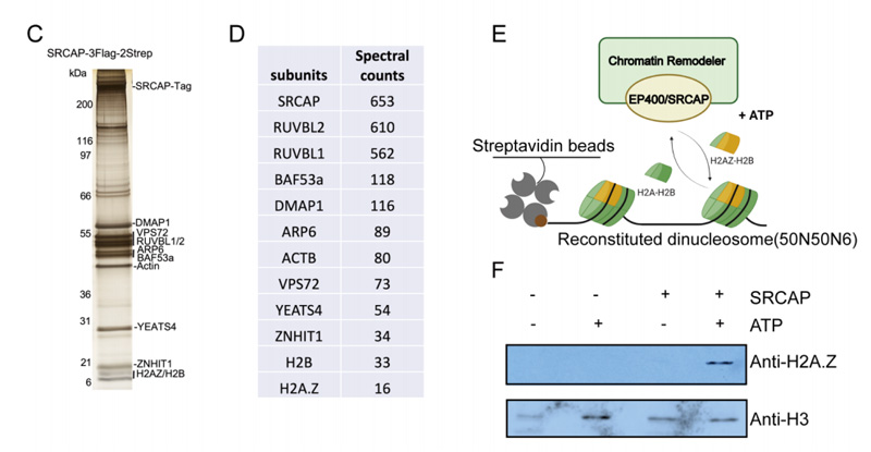 TIP60和SRCAP復(fù)合物中功能模塊的亞基組成以及SRCAP的生化特性