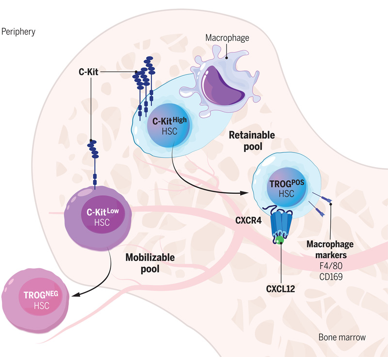 C-Kit依賴性吞噬作用模型調(diào)節(jié)血液干細胞中的生態(tài)位保留