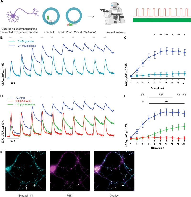 HEK293細胞中不同激動劑的cAMP劑量反應