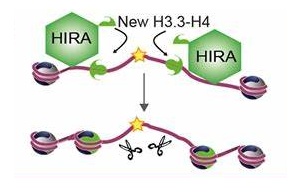 衰老的新秘密：細(xì)胞衰老有時并非壞事
