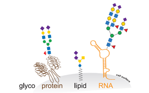 Cell新研究直面挑戰(zhàn)：揭開GlycoRNA的面紗——它們確實(shí)存在