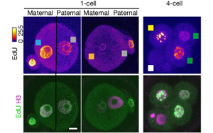 Nature最新發(fā)現(xiàn)顛覆了幾十年來關(guān)于DNA復(fù)制的假設(shè)