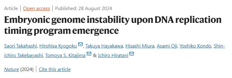 DNA復(fù)制定時(shí)程序出現(xiàn)時(shí)胚胎基因組的不穩(wěn)定性