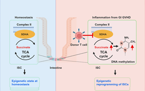 Cell Stem Cell：炎癥會給腸道干細胞留下持久的印象，從而降低它們的愈合能力