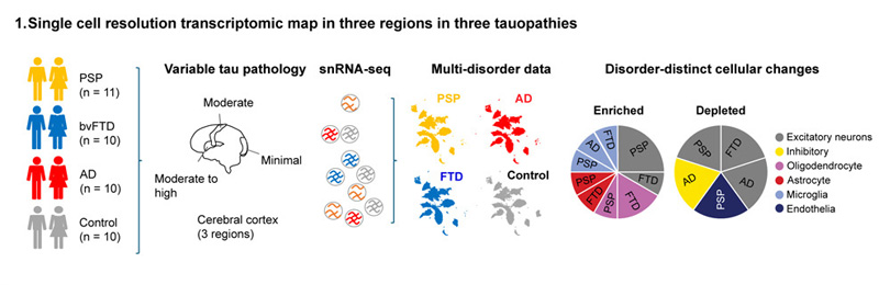 三種tau蛋白病三個區(qū)域的單細(xì)胞分辨率轉(zhuǎn)錄組圖譜