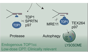 《Cell》核自噬——癌癥治療中關(guān)鍵的DNA修復(fù)機(jī)制