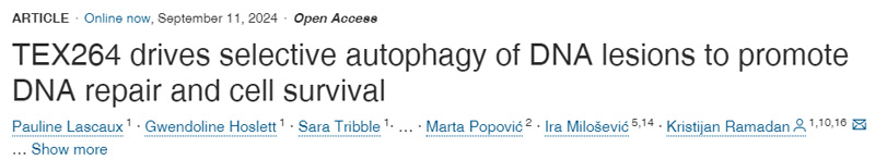 
TEX264驅(qū)動(dòng)DNA損傷的選擇性自噬，以促進(jìn)DNA修復(fù)和細(xì)胞存活