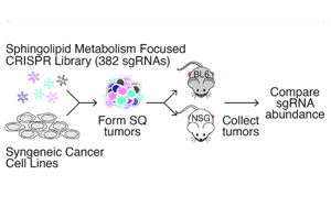 《Nature》脂質(zhì)分子怎樣促進(jìn)癌癥生長(zhǎng)？
