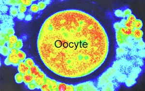 《自然衰老》發(fā)現(xiàn)了一種新方法來(lái)使老化的卵細(xì)胞恢復(fù)活力