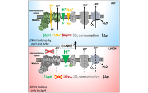 Cell：意外地發(fā)現(xiàn)了鈉轉(zhuǎn)運(yùn)在線粒體能量產(chǎn)生中的作用