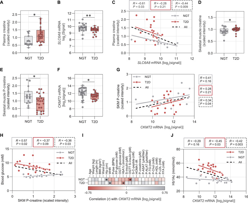 SKM肌酸代謝在2型糖尿病患者中受到干擾，并與較差的葡萄糖控制有關(guān)