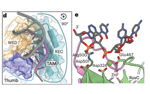 真核CRISPR-Cas同源物Fanzor2的結構顯示了基因編輯的前景