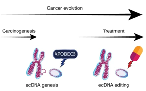 Nature：前所未有！新研究揭示了導致膀胱癌的突變和DNA結構