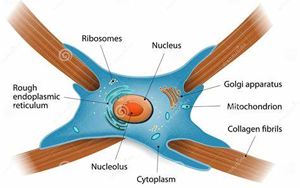 Nature：免疫療法阻斷瘢痕形成，改善心力衰竭小鼠的心臟功能