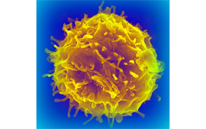 干細(xì)胞移植會增加癌癥風(fēng)險嗎？