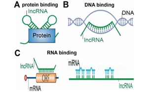 NEJM：首次發(fā)現(xiàn)lncRNA基因缺失引起神經(jīng)發(fā)育疾病