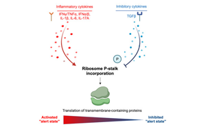 《Cell》癌細(xì)胞逃避免疫反應(yīng)新機制被發(fā)現(xiàn)了：它們能抑制核糖體功能