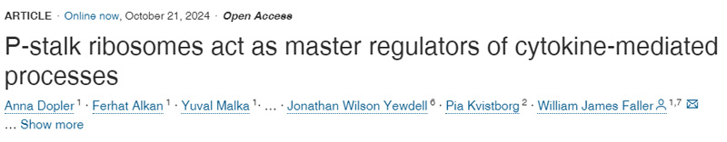 
P-柄核糖體是細(xì)胞因子介導(dǎo)過(guò)程的主要調(diào)節(jié)因子