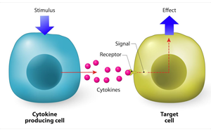 細(xì)胞因子和細(xì)胞因子受體:在炎癥與免疫調(diào)節(jié)中的雙重角色