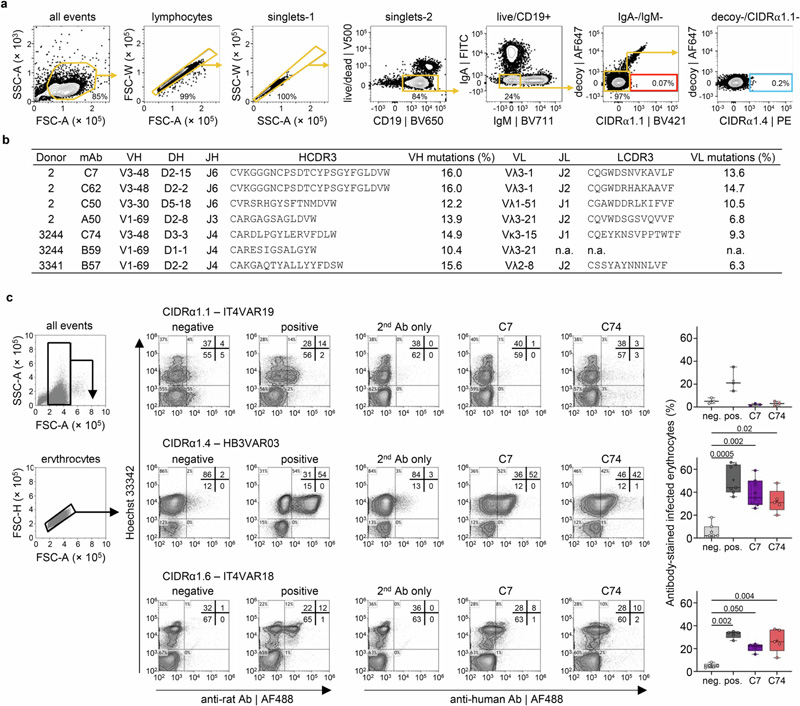 流式細胞術門控和單克隆抗體序列分析
