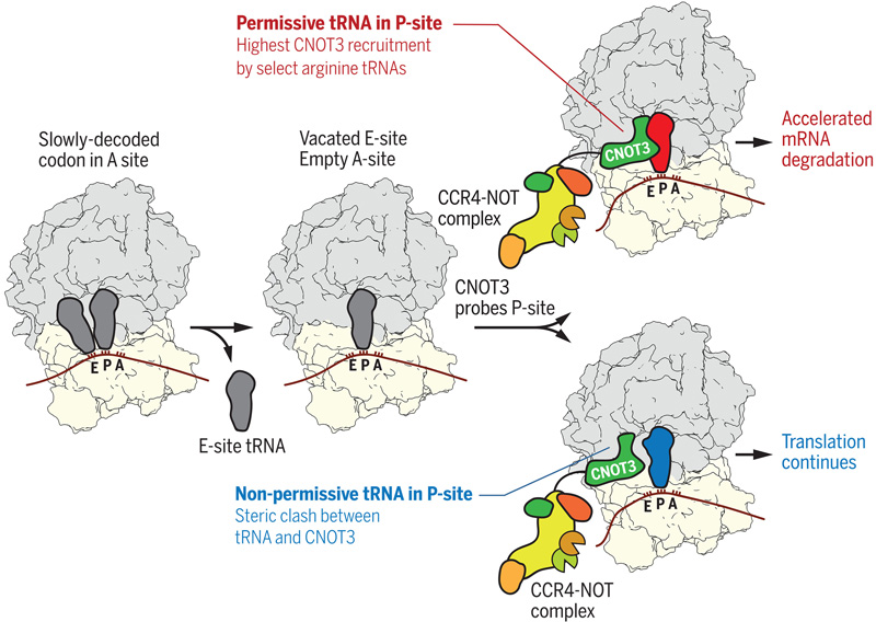 P位點tRNA控制CCR4-NOT復(fù)合物向翻譯核糖體的募集