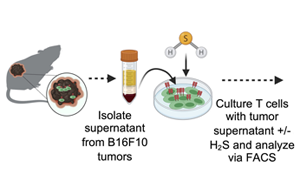 Science Advances：高爾基體越多，T細(xì)胞就越健壯，就越能抗癌！