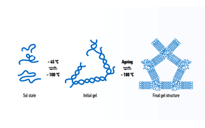 西言寶典-聊聊瓊脂糖