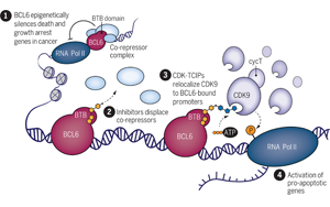 Science：突破傳統(tǒng)，利用細(xì)胞自然死亡機(jī)制殺死癌細(xì)胞