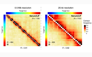 Science子刊：距離較遠(yuǎn)的DNA區(qū)域之間的近距離接觸會(huì)引起基因活動(dòng)的爆發(fā)！