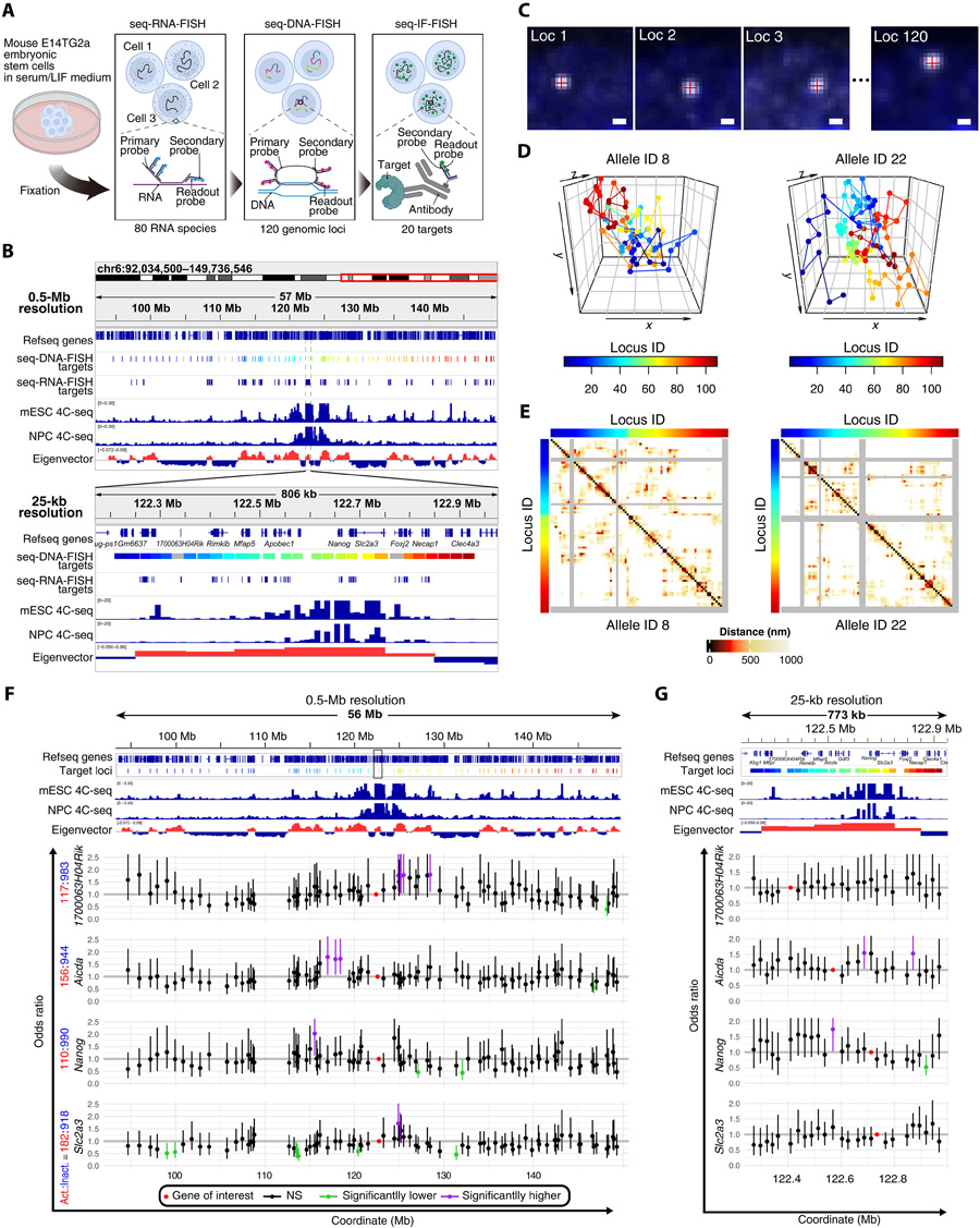 轉錄活性狀態(tài)特異性基因組鄰近性