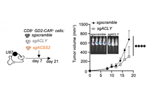 靶向營(yíng)養(yǎng)依賴性活動(dòng)可以改善免疫療法
