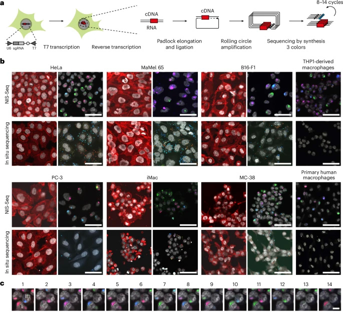 NIS-Seq能夠在有核細(xì)胞中進(jìn)行光學(xué)條形碼識別 NIS-Seq能夠在有核細(xì)胞中進(jìn)行光學(xué)條形碼識別