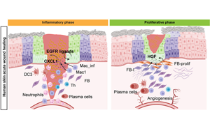 《Cell Stem Cell》單細胞解析傷口愈合的分子動力學