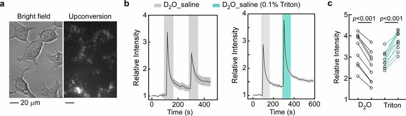 使用納米探針監(jiān)測(cè)單個(gè)活細(xì)胞中水環(huán)境的變化