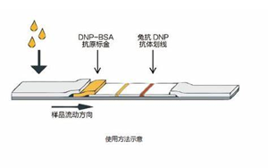 因?yàn)楠?dú)立，所以強(qiáng)大——優(yōu)質(zhì)的獨(dú)立C線質(zhì)控系統(tǒng)DNP抗原抗體