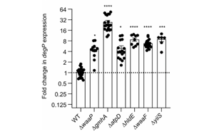 Nature子刊：耐藥細菌的一個“鋅”弱點