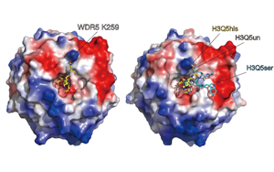 《Nature》單胺類神經(jīng)遞質對大腦結構不為人知的作用機制