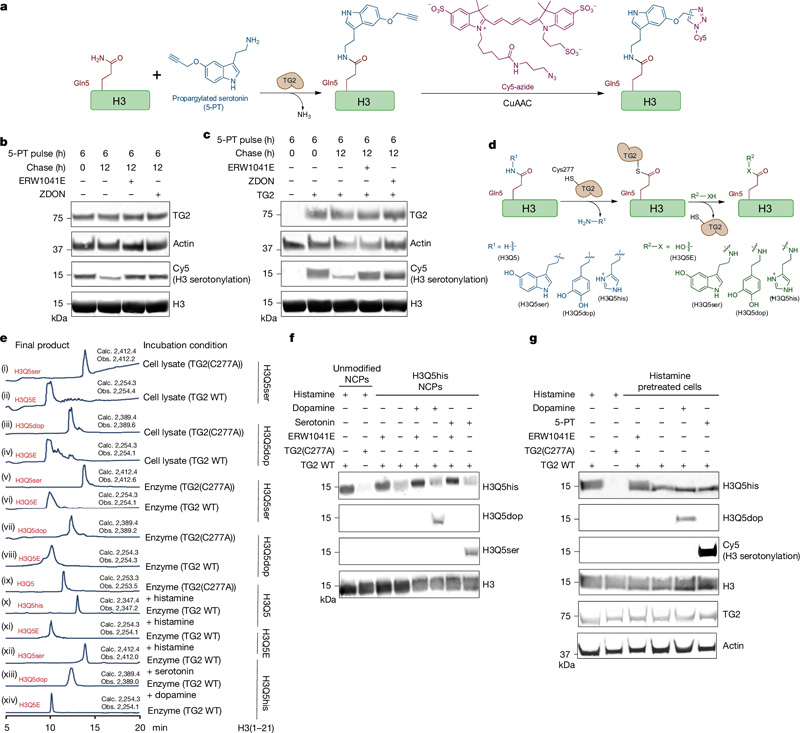 TG2是H3單胺基化的寫入、擦除和交換工具