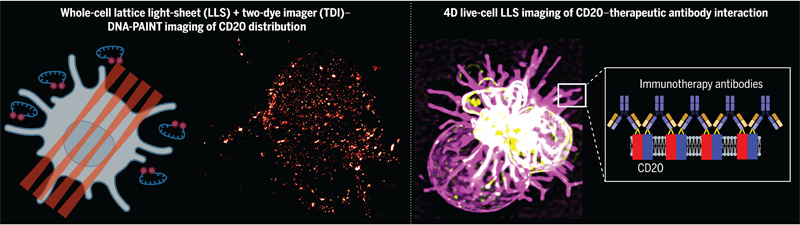 CD20和治療性單克隆抗體的分子相互作用