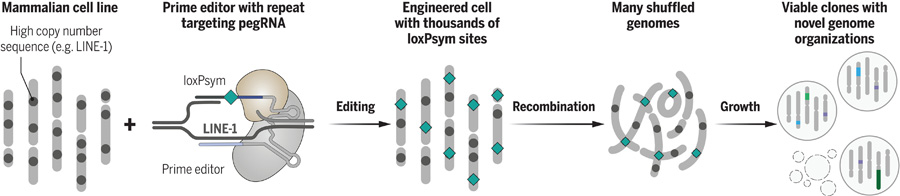 隨機(jī)化人類基因組