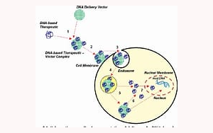 PNAS：細(xì)胞間mRNA轉(zhuǎn)移改變?nèi)祟惗嗄芨杉?xì)胞狀態(tài)