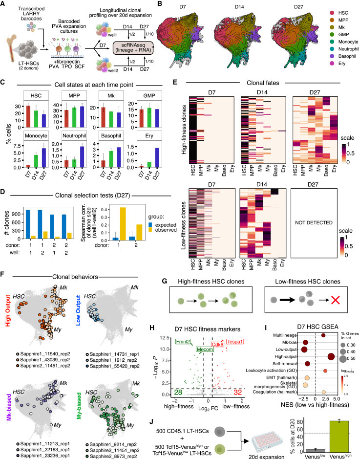 體外造血干細(xì)胞擴(kuò)增培養(yǎng)中的狀態(tài)-命運(yùn)分析