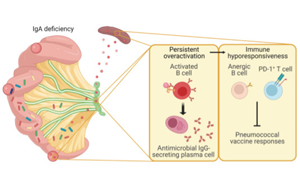 Science子刊：腸道菌群、免疫球蛋白A與疫苗效力的關(guān)系