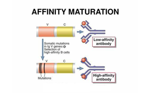《Nature》讓B細(xì)胞“儲(chǔ)存”成功突變，打造HIV等高效抗體疫苗