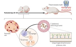 Science：嬰兒時(shí)期接觸抗生素可能會(huì)增加患1型糖尿病的風(fēng)險(xiǎn)