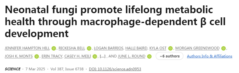 真菌促進新生兒β細(xì)胞發(fā)育與代謝健康