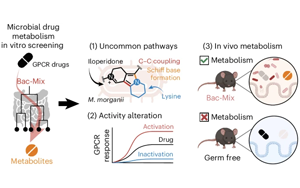 Nature子刊：一些腸道細(xì)菌可能會(huì)降低某些藥物的效果！