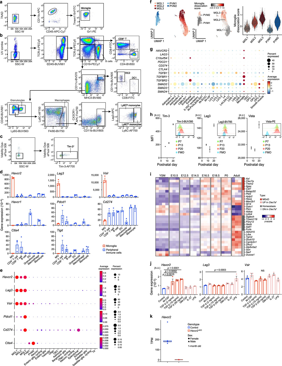 Havcr2在小膠質(zhì)細(xì)胞中高度表達(dá)，并由TGFβ誘導(dǎo)