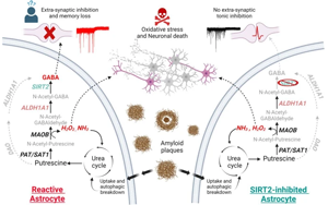 阿爾茨海默病SIRT2酶與記憶修復(fù)的希望